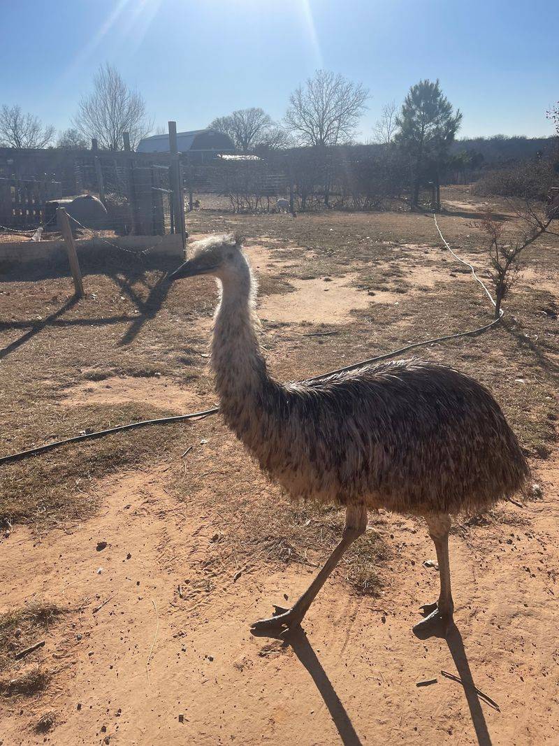 Turkeys, Emus And The Free-Range Welcoming Committee Turkeys, Emus And The Free-Range Welcoming Committee