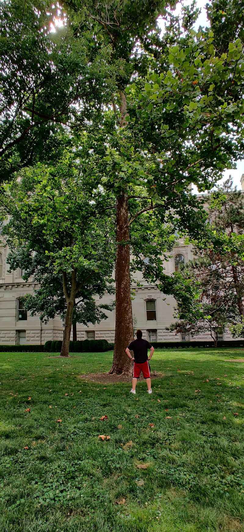 Turn It Into A Statewide Moon Tree Road Trip