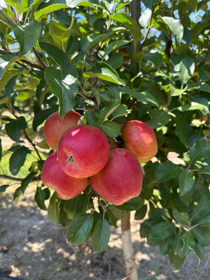 Twenty Kinds of Apples and One Very Big Decision Twenty Kinds of Apples and One Very Big Decision