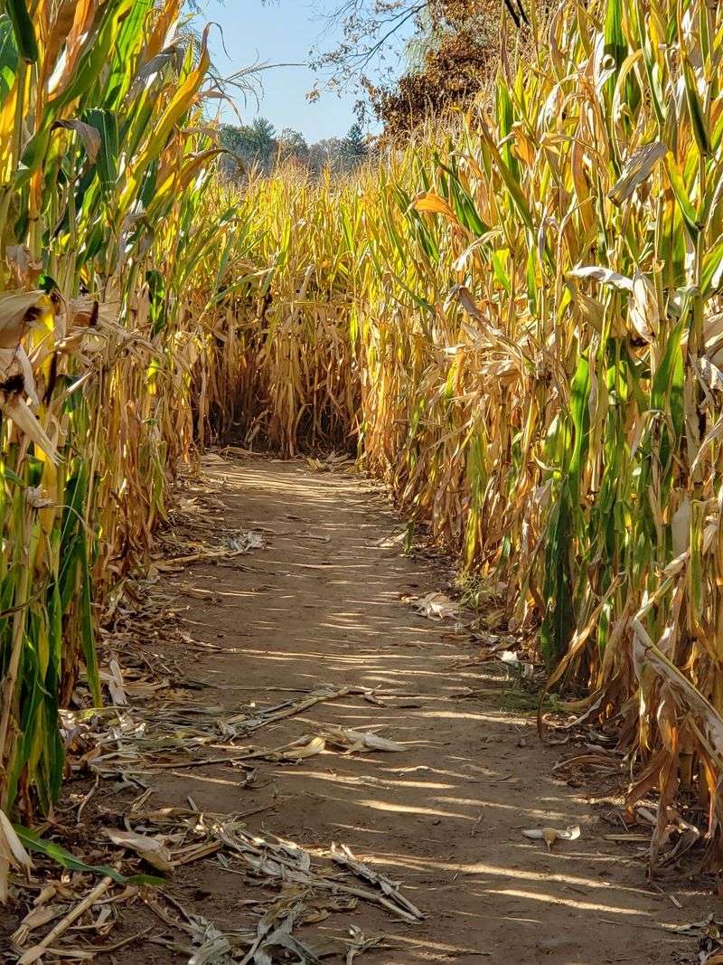 Two Corn Mazes Plus a Hay Maze for Weekend Energy