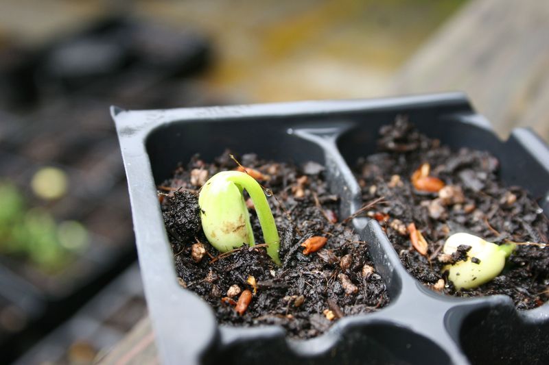 Vegetable Starts For Anyone Dreaming Of Homegrown Tomatoes Vegetable Starts For Anyone Dreaming Of Homegrown Tomatoes