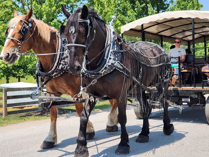 Wagon Rides, Pony Rides, and a Tricky Corn Maze Wagon Rides, Pony Rides, and a Tricky Corn Maze