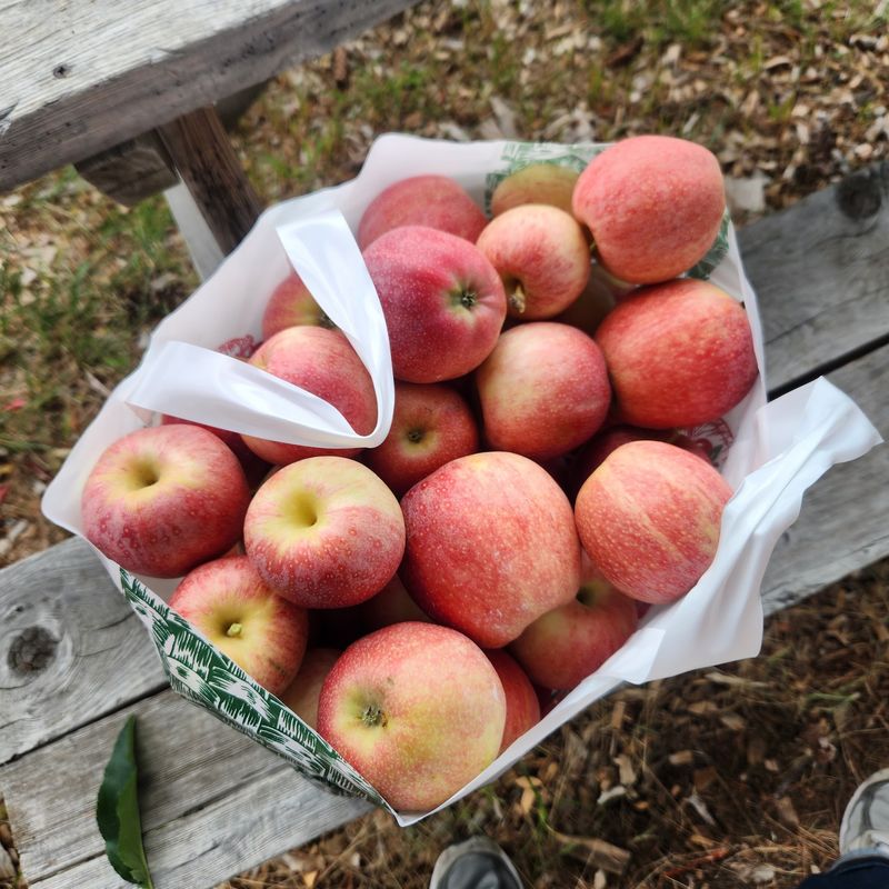 Wandering The Orchard With A Bag In Hand Wandering The Orchard With A Bag In Hand