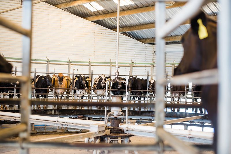 Watch the Milking Without Making a Single Phone Call Watch the Milking Without Making a Single Phone Call