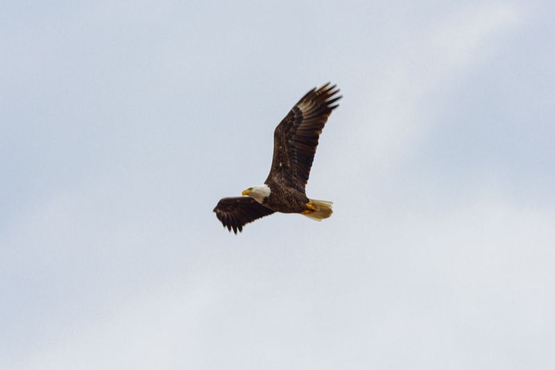 Watching a Real Eagle Fly Inside the Stadium