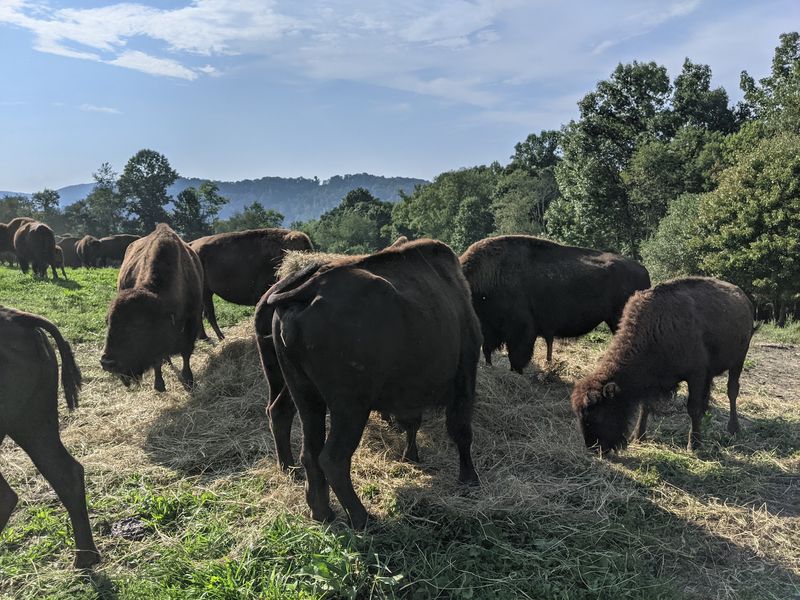Watching the Herd Roam the Ridges