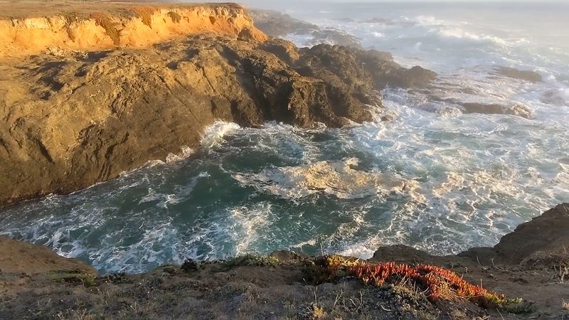 Whales, Seals, and a Very Loud Ocean