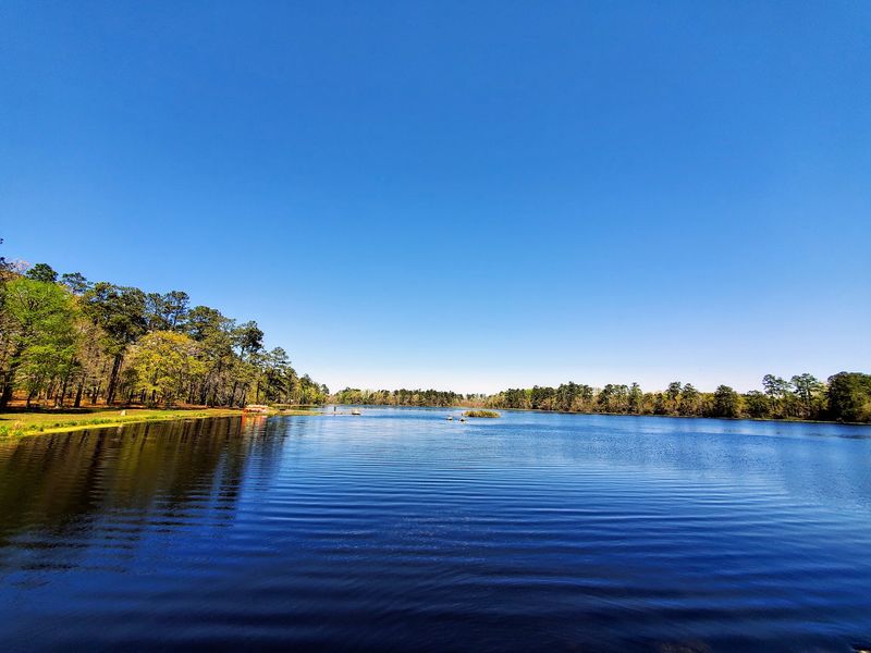 What Is a Carolina Bay and Why Does It Matter?