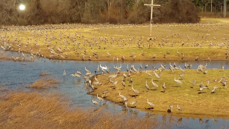 When 30,000 Sandhill Cranes Move In for the Winter
