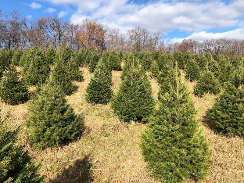 When the Pumpkins Go, the Christmas Trees Take Over When the Pumpkins Go, the Christmas Trees Take Over