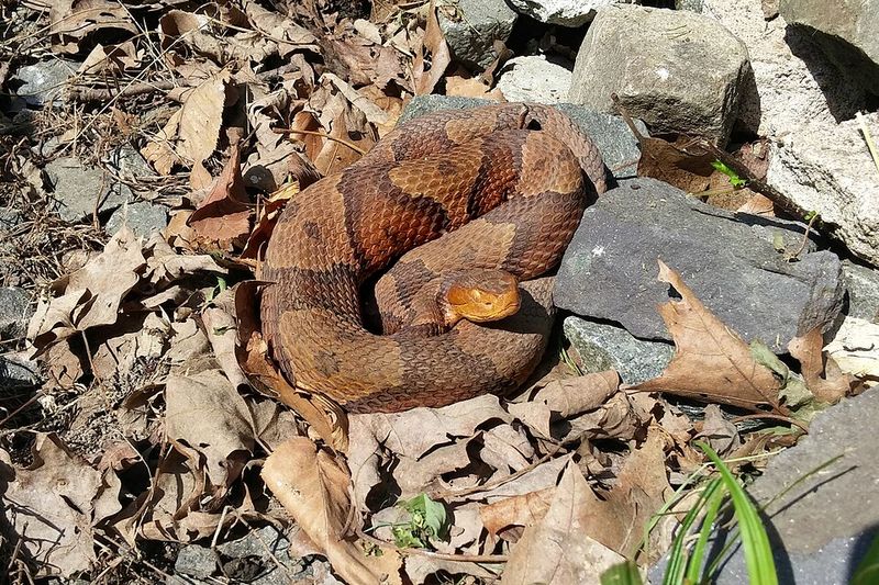 When the Snakes Are Out and About When the Snakes Are Out and About
