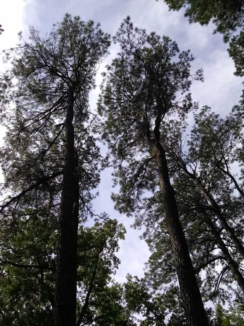 When the Sun Drops Behind the Pines When the Sun Drops Behind the Pines