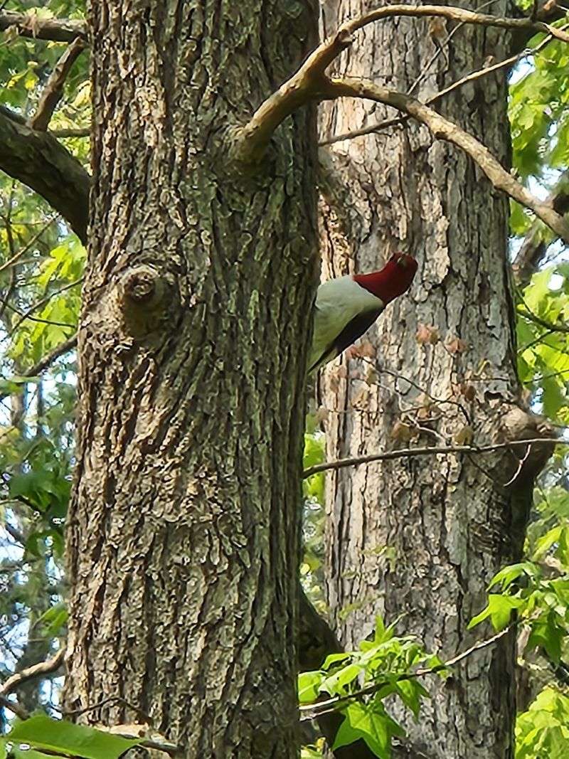 Where Birders Show Up With Binoculars and Patience