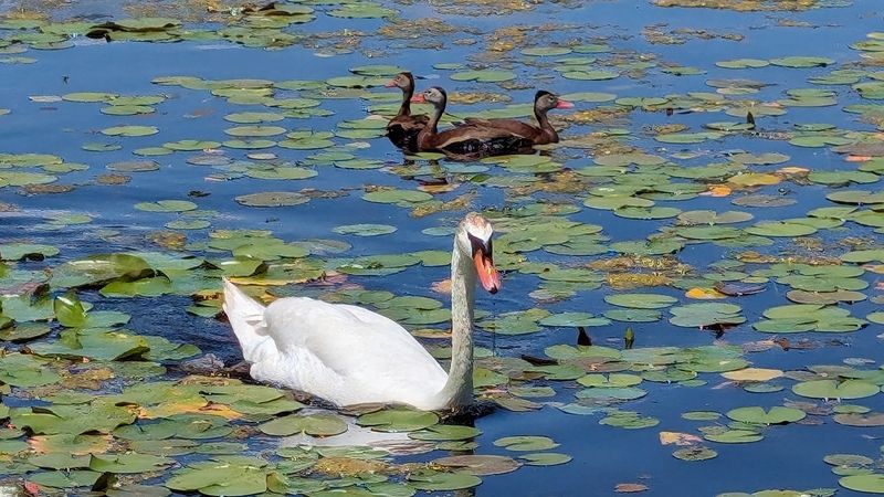 Where Millions Of Migrating Birds Funnel Through