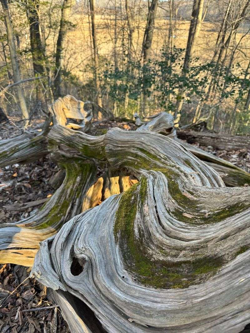 Where The Name Comes From, And The Stump Still Standing