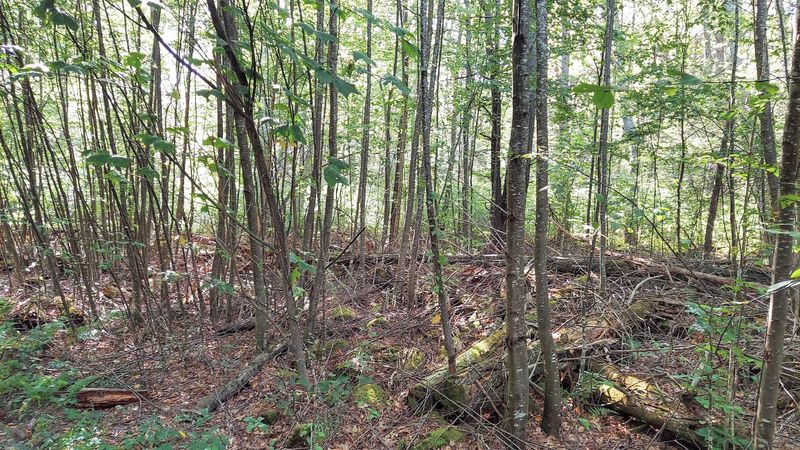 Where The Old Hemlocks Once Stood Where The Old Hemlocks Once Stood