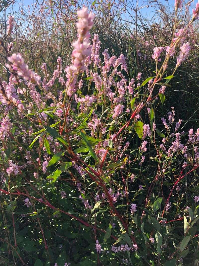 Where Thousands Of Native Plants Get Their Start