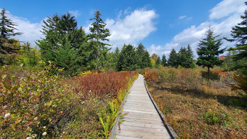 Where the Boardwalk Meets the Bog Where the Boardwalk Meets the Bog