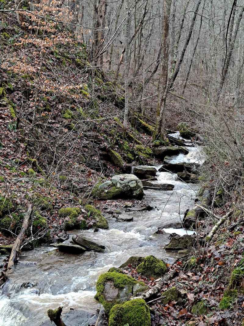 Where the Creek Keeps You Company