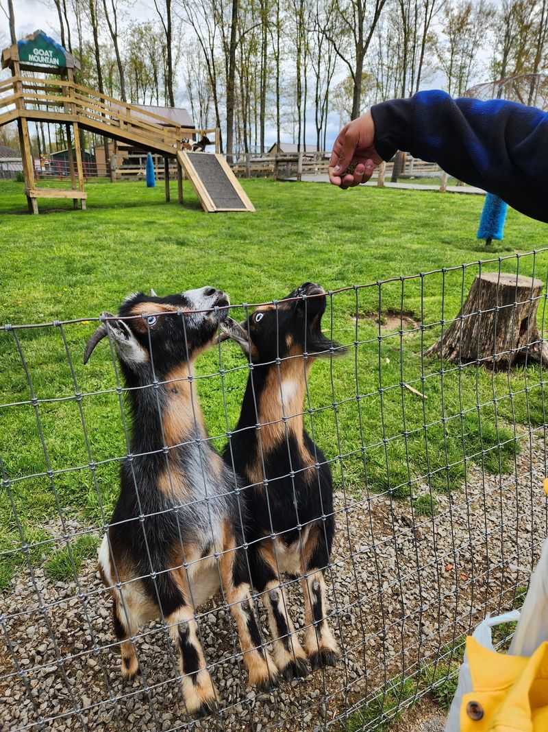Who It Suits, Plus the Petting Zoo and Ice Cream Shop