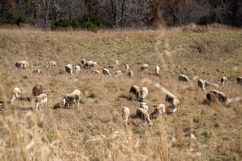 Why The Grazing And Animal Welfare Part Matters