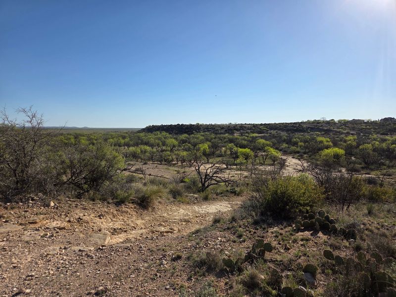 Why West Texas Snakes Love This Particular Park Why West Texas Snakes Love This Particular Park