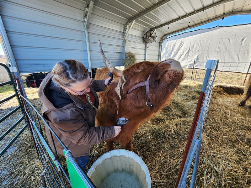 Why the Cows Stay Calm When Strangers Pile In Why the Cows Stay Calm When Strangers Pile In