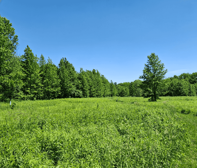 Wide Open Meadows Where The Sky Takes Over Wide Open Meadows Where The Sky Takes Over