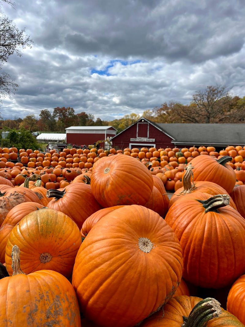 Wightman Farms, A Classic Fall Farm Experience Wightman Farms, A Classic Fall Farm Experience