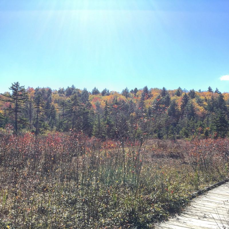 Wild Cranberries and Northern Botanical Treasures Wild Cranberries and Northern Botanical Treasures