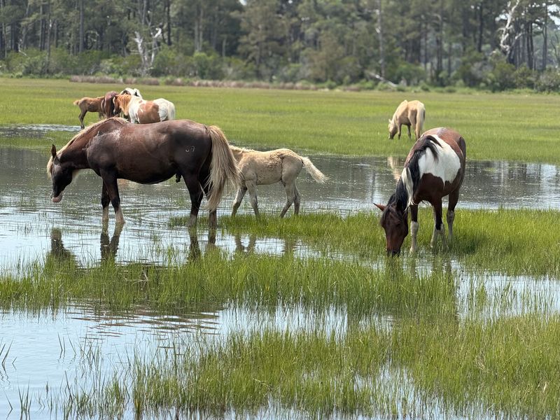 Wild Ponies Grazing Along The Shoreline