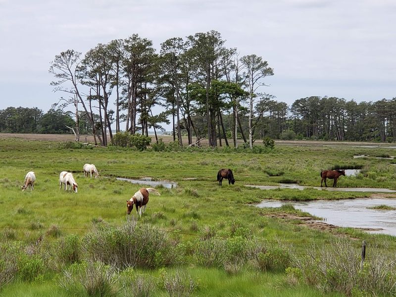 Wild Ponies Show Up On Their Own Schedule, Not Yours Wild Ponies Show Up On Their Own Schedule, Not Yours
