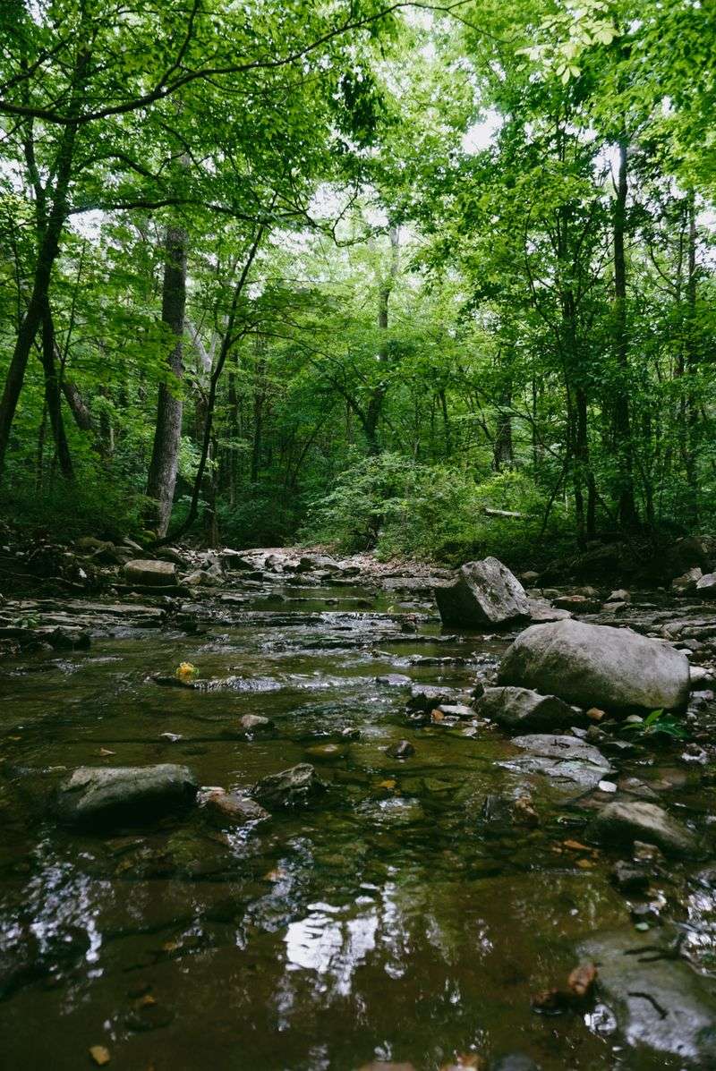 Wildflower Trail at Monte Sano Nature Preserve Wildflower Trail at Monte Sano Nature Preserve
