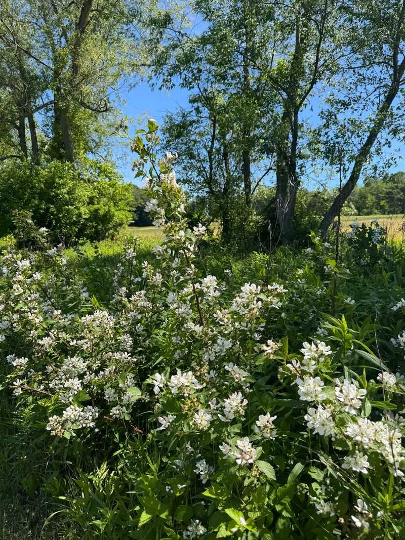 Wildflowers, Birds, and Quiet Woods