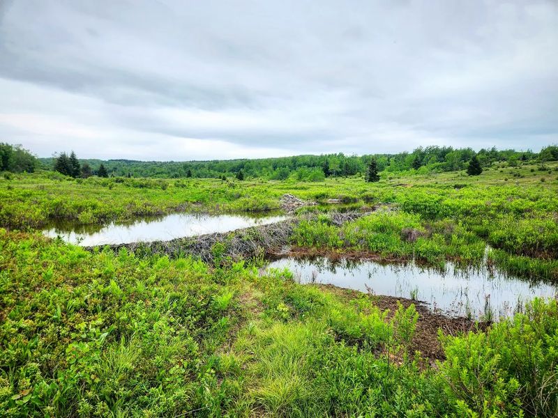 Wildlife, Beaver Ponds, and Lifetime Birds