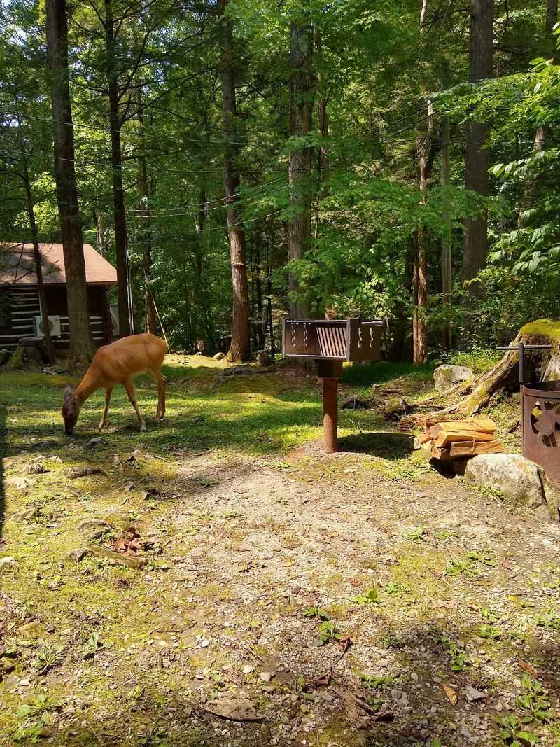 Wildlife, Events, and the Legendary Hot Showers