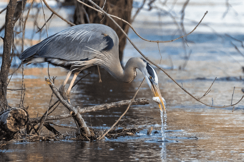 Wildlife Sightings That Feel Almost Unfair Wildlife Sightings That Feel Almost Unfair
