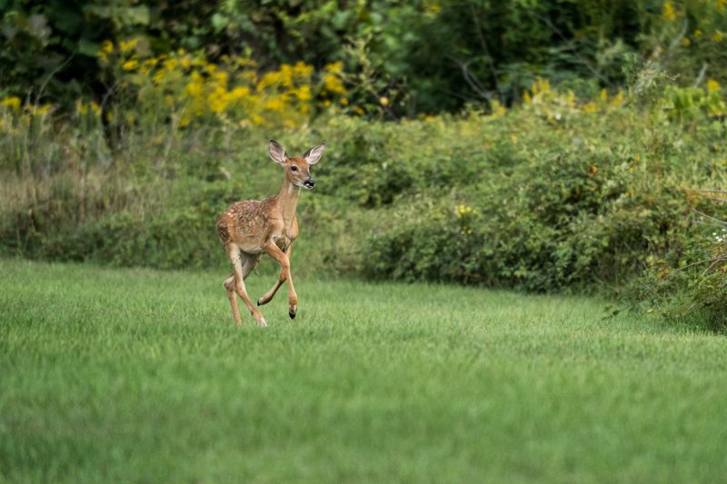 Wildlife Sightings Without The Crowds