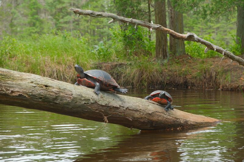 Wildlife Sightings You Will Not Plan For Wildlife Sightings You Will Not Plan For