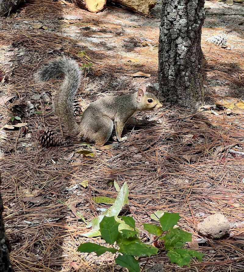Wildlife Watching, From Herman the Heron to Bald Eagles