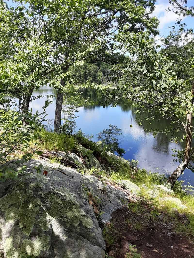 Wildlife, Wildflowers, And Blueberry Bushes