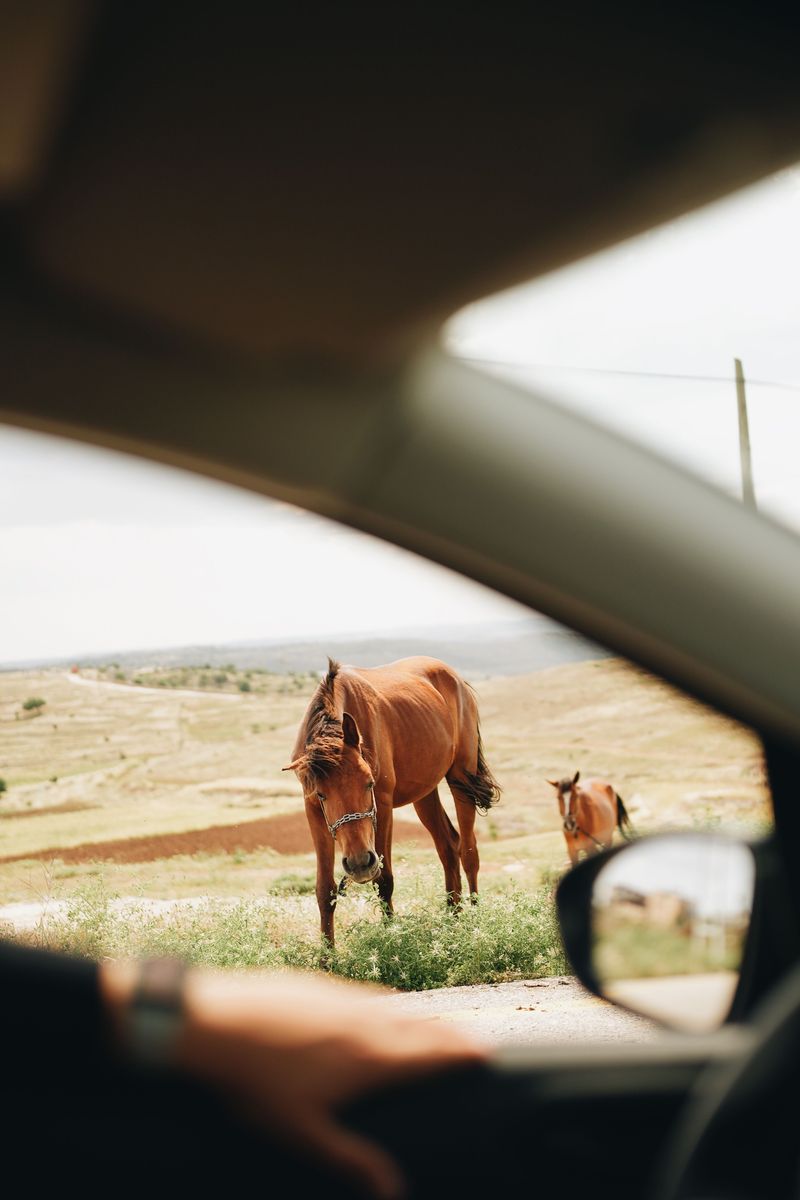 Windows Framing Horses, Fields, And Farm Life