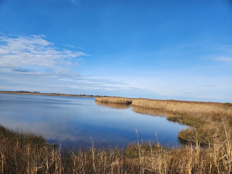 Winter Turns The Marsh Into A Waterfowl Superhighway Winter Turns The Marsh Into A Waterfowl Superhighway