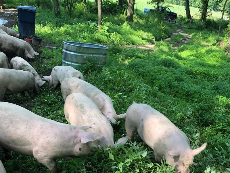 Woodland-Raised Pork Worth the Detour Woodland-Raised Pork Worth the Detour