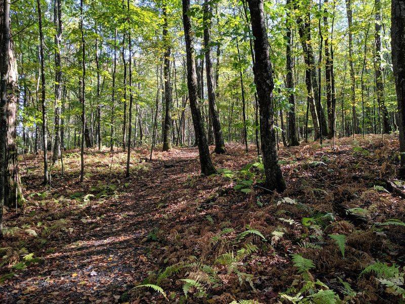 Woodland Trails Across the Old Battlefield