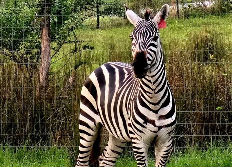 Zebras in North Alabama, Yes Really Zebras in North Alabama, Yes Really