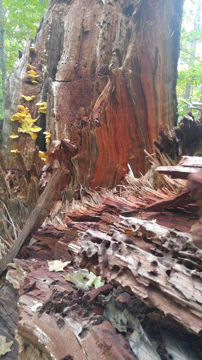 A 2023 Storm Turned Part Of The Woods Into A Living Lesson