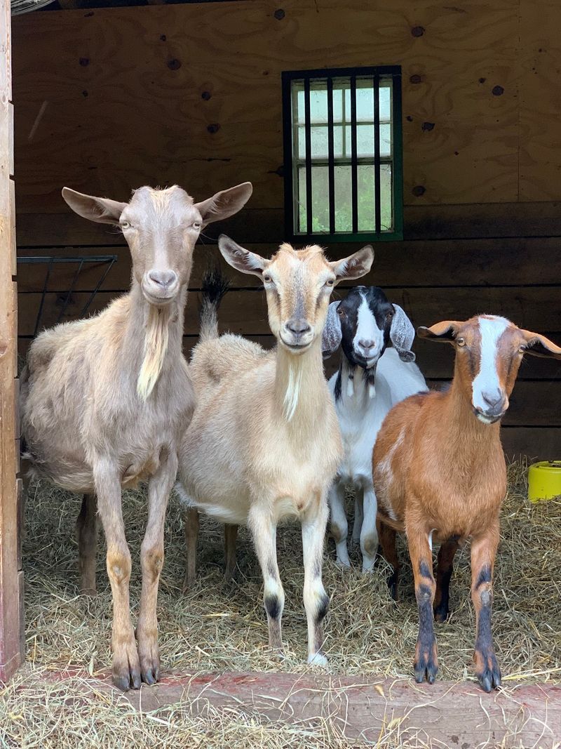 A Barnyard Crowd With Hooves, Wings, and Snouts A Barnyard Crowd With Hooves, Wings, and Snouts