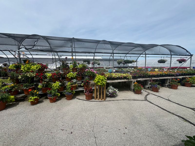 A Business That Started With Mums In A Pickup Truck