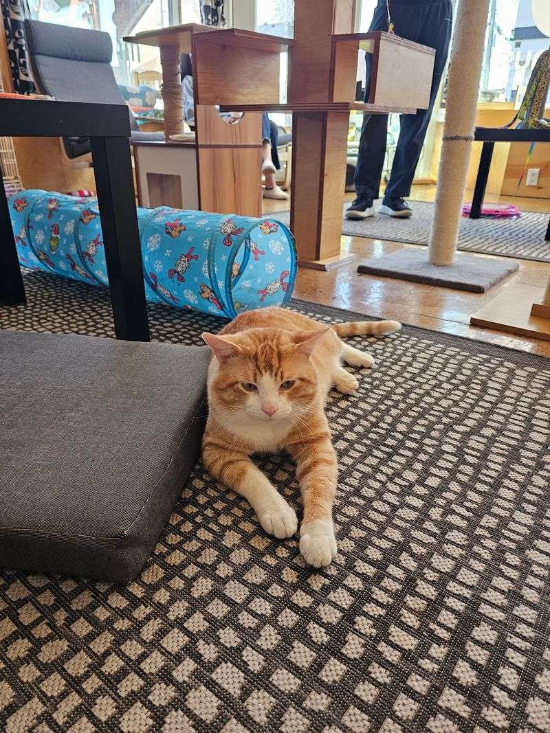 A Cafe Where Cats Are The Whole Point A Cafe Where Cats Are The Whole Point
